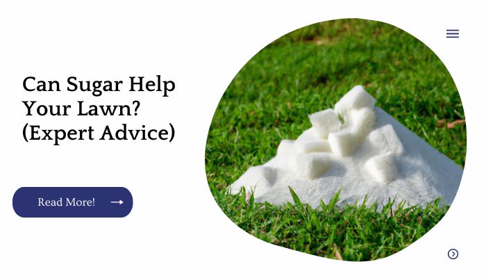 can-sugar-help-your-lawn-expert-advice