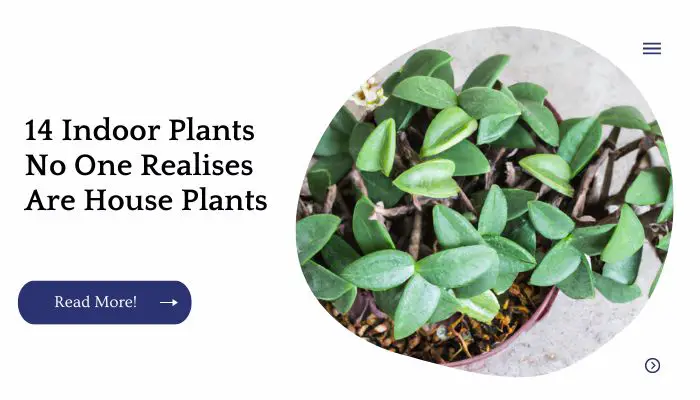 Hoya (Wax Plant)