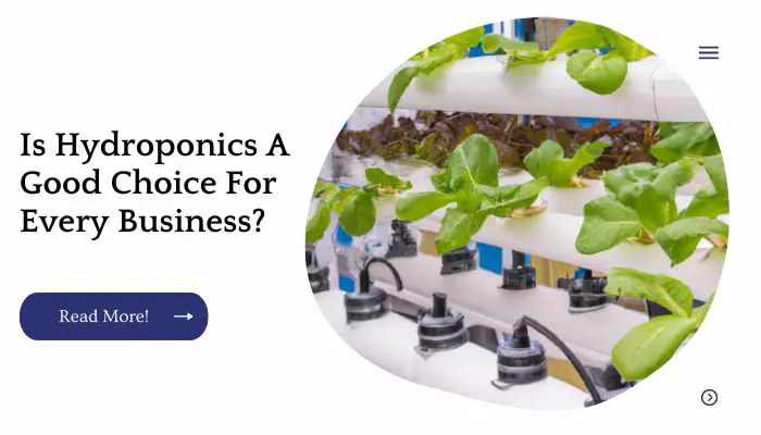 Is Hydroponics A Good Choice For Every Business?