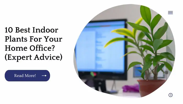 10 Best Indoor Plants For Your Home Office? (Expert Advice)