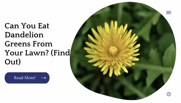 Can You Eat Dandelion Greens From Your Lawn? (Find Out)