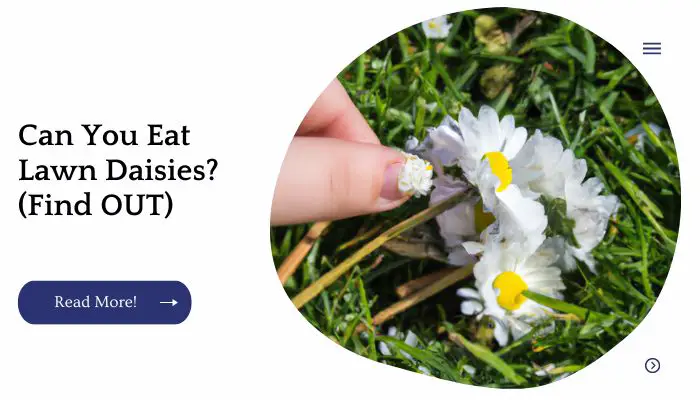 Can You Eat Lawn Daisies? (Find OUT)