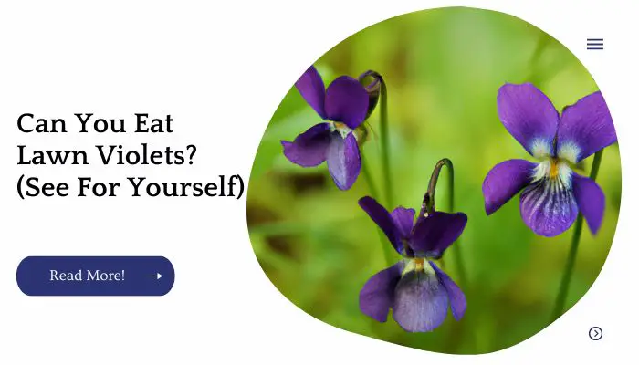 Can You Eat Lawn Violets?  (See For Yourself)