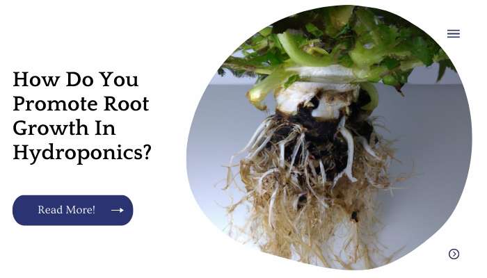 How Do You Promote Root Growth In Hydroponics?