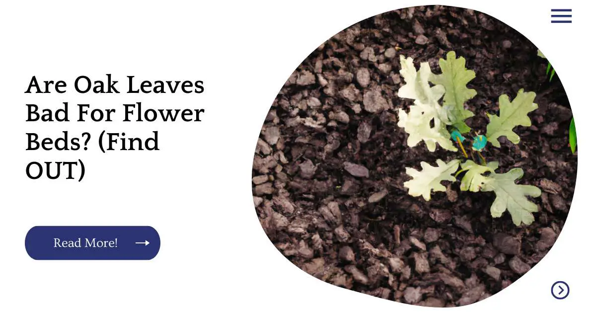 Are Oak Leaves Bad For Flower Beds? (Find OUT)