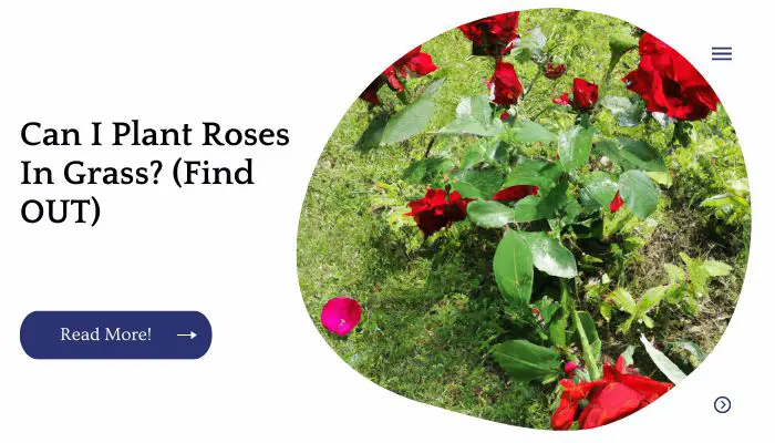 Can I Plant Roses In Grass? (Find OUT)