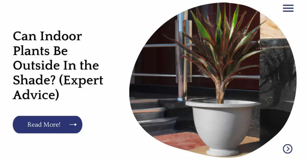 Can Indoor Plants Be Outside In the Shade? (Expert Advice) Unified Garden