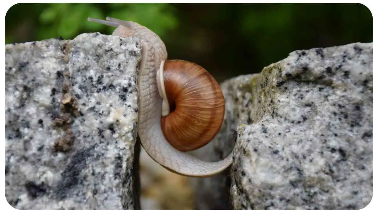 a snail crawling on top of a rock