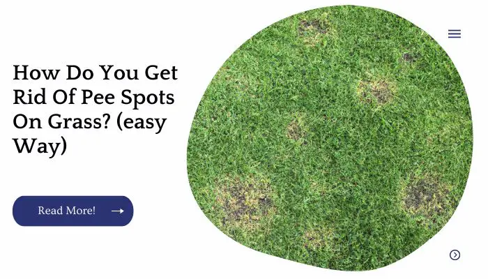 How Do You Get Rid Of Pee Spots On Grass? (easy Way)