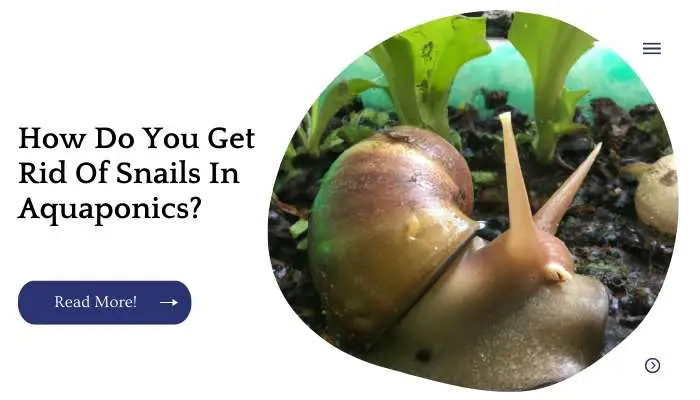 How Do You Get Rid Of Snails In Aquaponics?