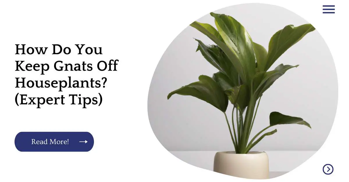 How Do You Keep Gnats Off Houseplants? (Expert Tips)