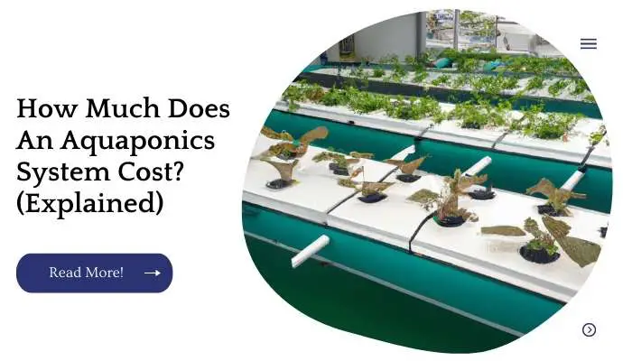 How Much Does An Aquaponics System Cost? (Explained)
