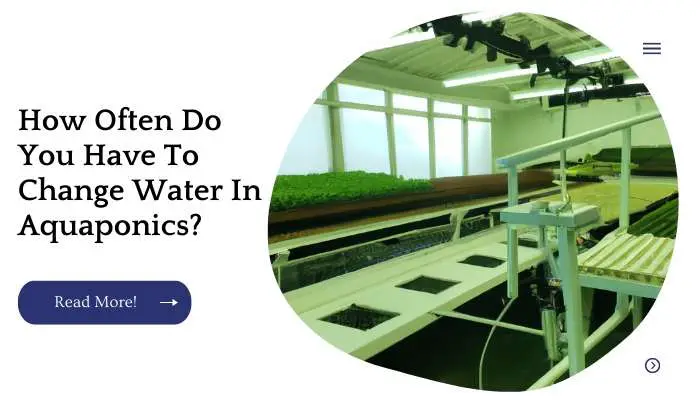 How Often Do You Have To Change Water In Aquaponics?