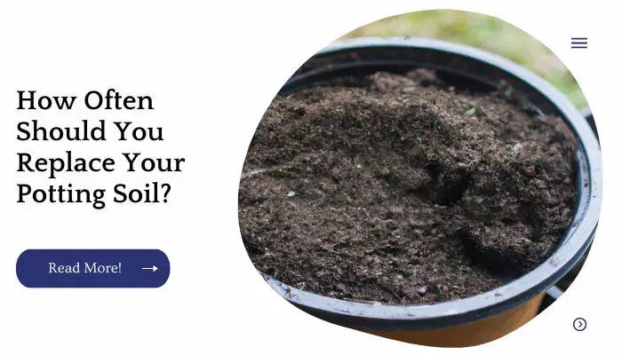 How Often Should You Replace Your Potting Soil?
