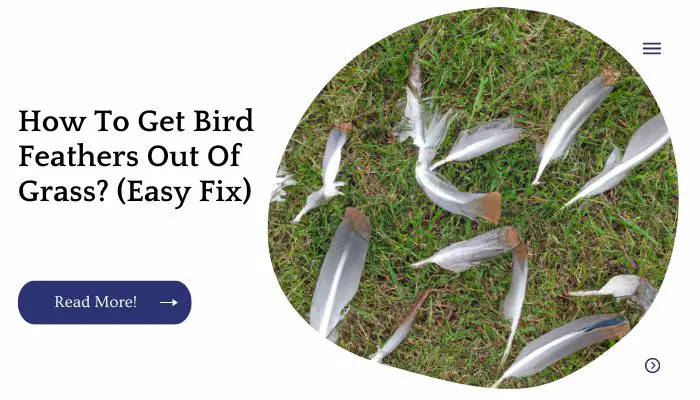 How To Get Bird Feathers Out Of Grass? (Easy Fix)