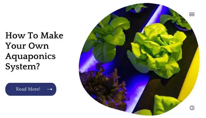 How To Make Your Own Aquaponics System?