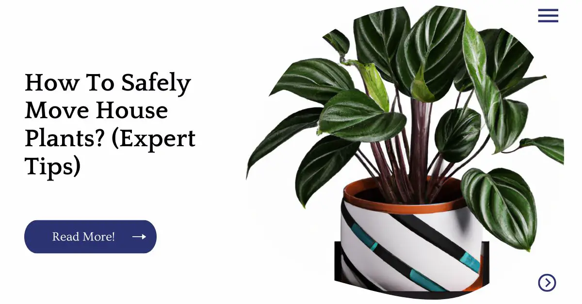 How To Safely Move House Plants? (Expert Tips)