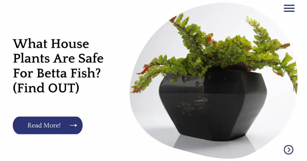 What House Plants Are Safe For Betta Fish? (Find OUT) Unified Garden