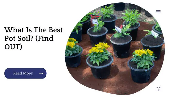 What Is The Best Pot Soil? (Find OUT)