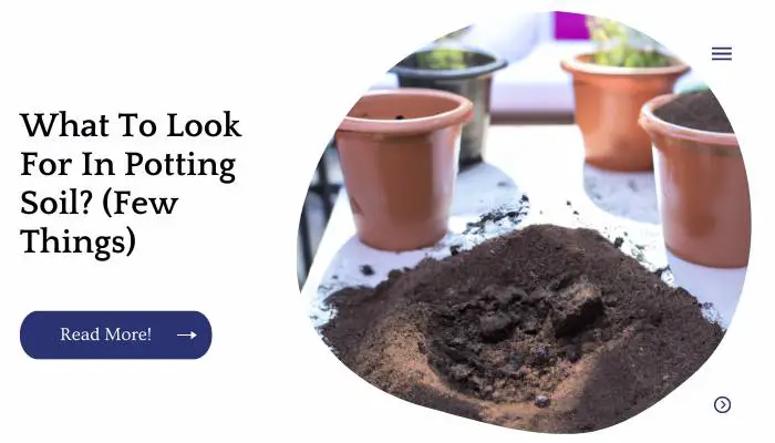 What To Look For In Potting Soil? (Few Things)
