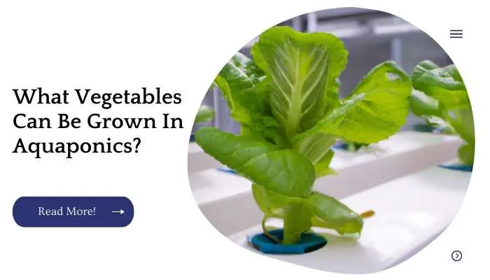 What Vegetables Can Be Grown In Aquaponics?