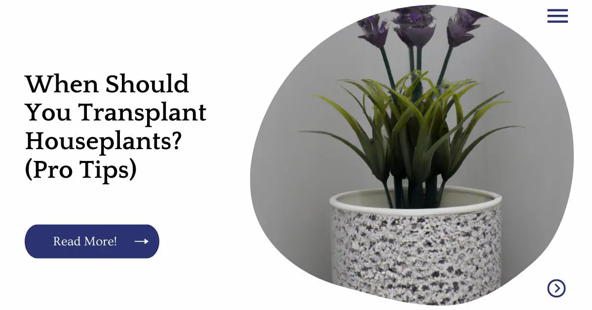 When Should You Transplant Houseplants? (Pro Tips)