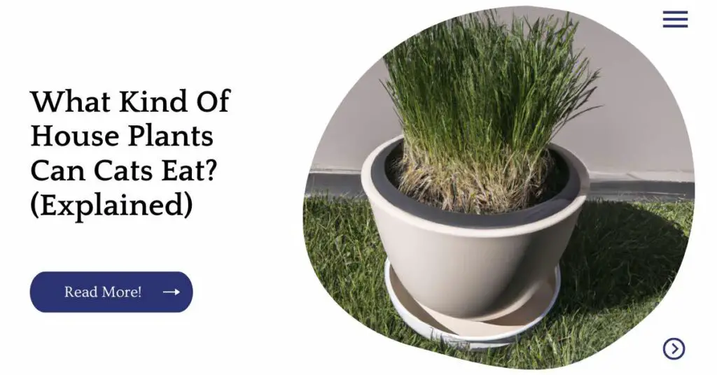 What Kind Of House Plants Can Cats Eat? (Explained) Unified Garden