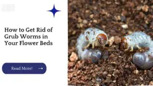 How to Get Rid of Grub Worms in Your Flower Beds
