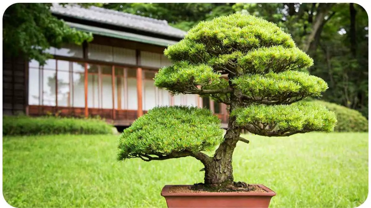 How Do Bonsai Trees Survive for Centuries in Small Pots?