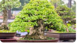 Mastering the Art of Miniaturizing Mighty Maples: Bonsai Basics Revealed