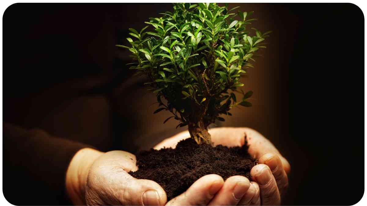 Why Does Trimming Plants Make Them Grow Stronger? Unified Garden