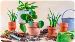 What Is A Good Fertilizer For Potted Plants?