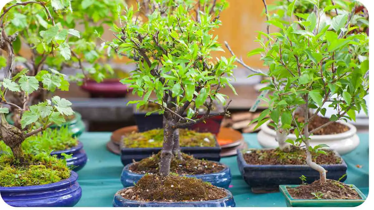 What's the Secret to Bonsai's Centuries-Old Longevity in Tiny Pots?