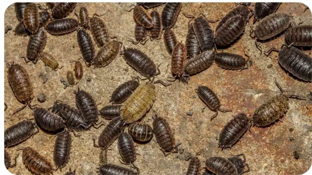 a group of bugs on the ground