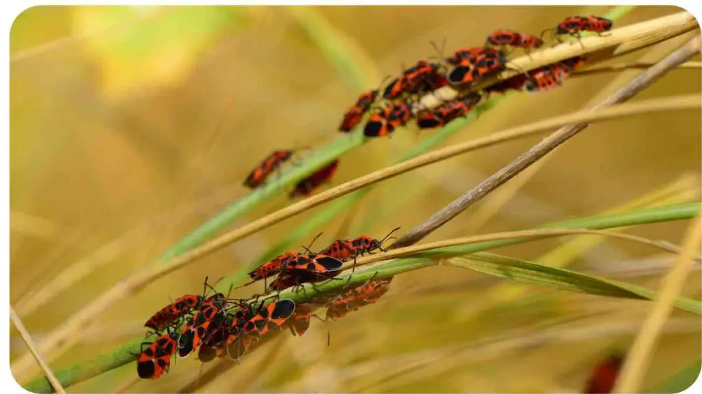 a group of red and black bugs on a stem