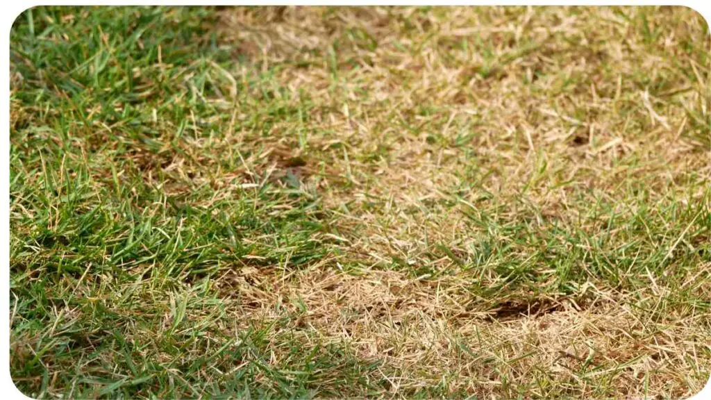 a patch of brown grass in the middle of a lawn