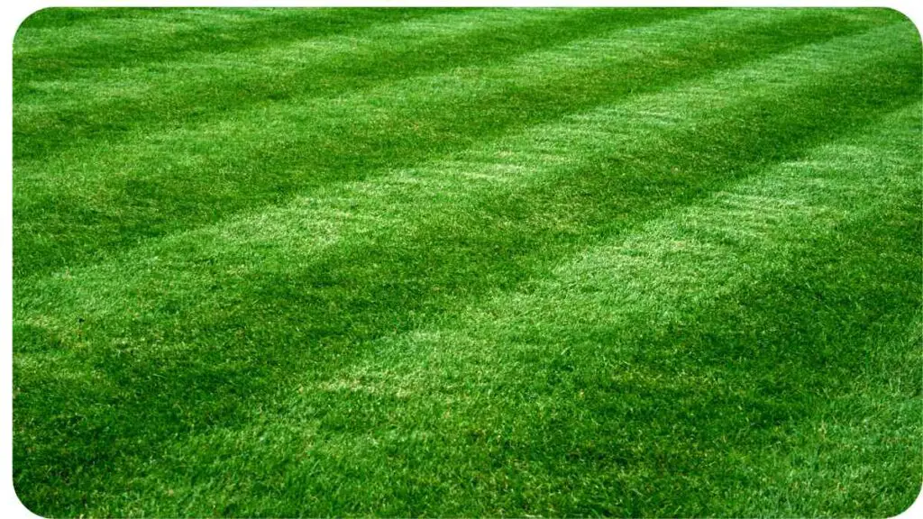 a lawn with green grass in the middle of a field