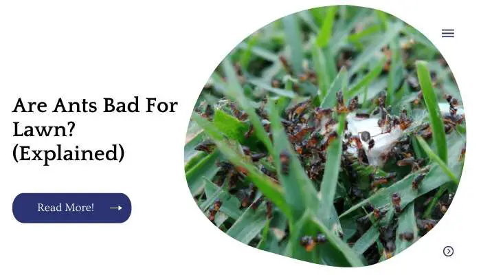 Are Ants Bad For Lawn? (Explained)