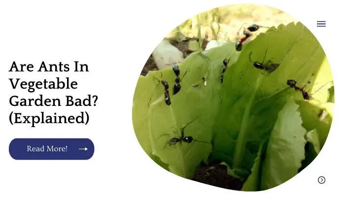 Are Ants In Vegetable Garden Bad? (Explained)