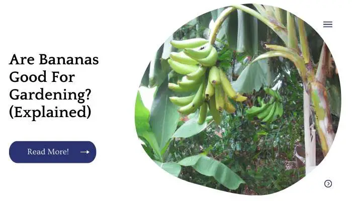 Are Bananas Good For Gardening?(Explained)