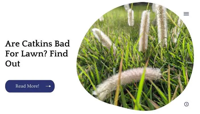 Are Catkins Bad For Lawn? Find Out
