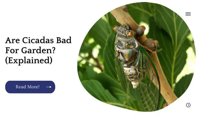 Are Cicadas Bad For Garden? (Explained)