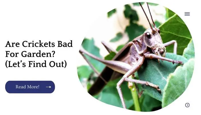 Are Crickets Bad For Garden? (Let’s Find Out)