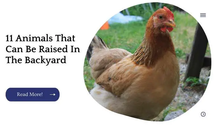 11 Animals That Can Be Raised In The Backyard