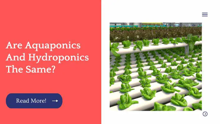 Are Aquaponics And Hydroponics The Same?