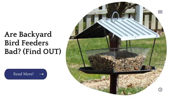 Are Backyard Bird Feeders Bad? (Find OUT)