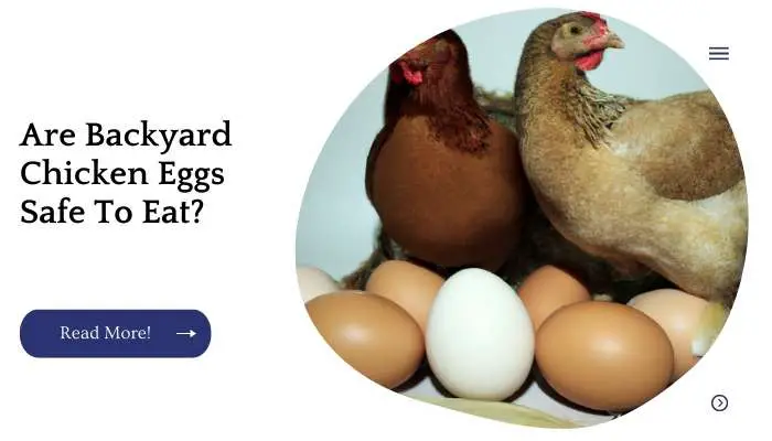 Are Backyard Chicken Eggs Safe To Eat?