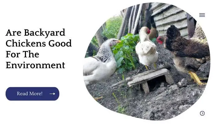 Are Backyard Chickens Good For The Environment