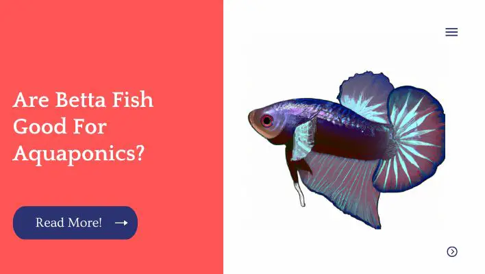 Are Betta Fish Good For Aquaponics?