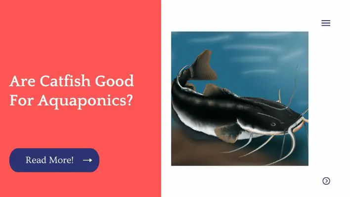 Are Catfish Good For Aquaponics?
